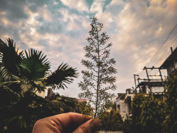 Holding a plant against sky during sunset