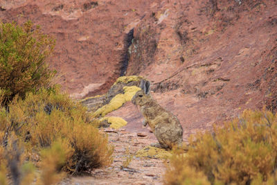 View of a lizard on land