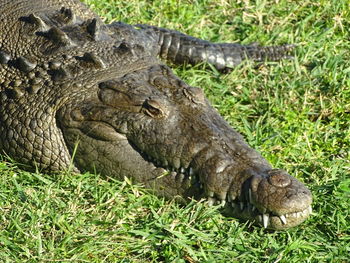 Close-up of a reptile on a field