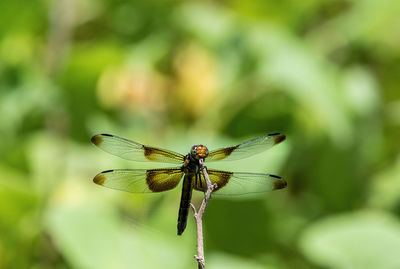 Dragonfly on the top of a stem with its wings spread