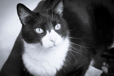 Black and white cat with alert expression. no people