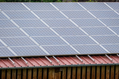 Close-up of plants growing on roof of building