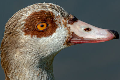 Close-up of a bird against gray background