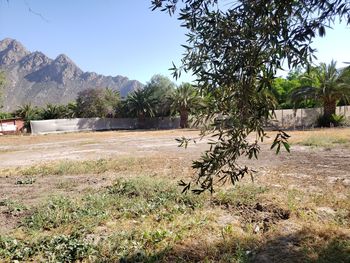 Scenic view of field against clear sky