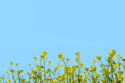 Low angle view of oilseed rape against clear blue sky