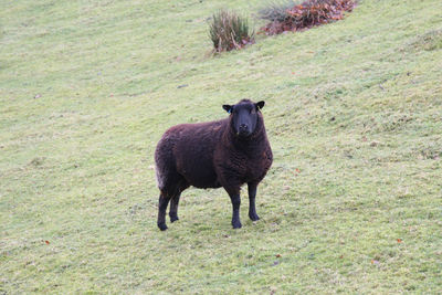 Full length of a horse on field