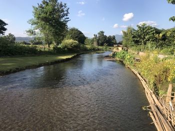 Scenic view of river amidst trees against sky