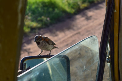 Close-up of bird perching on car window