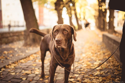 Portrait of dog standing outdoors