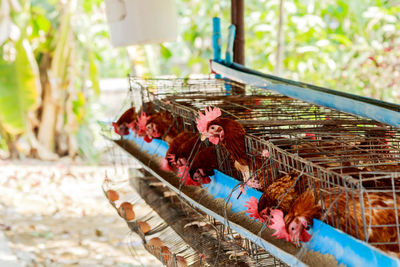 Birds perching on metal structure