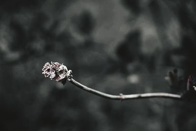 Close-up of plant against blurred background