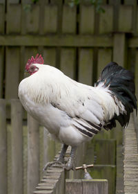 Close-up of rooster