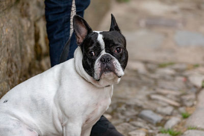 Portrait of black dog standing outdoors