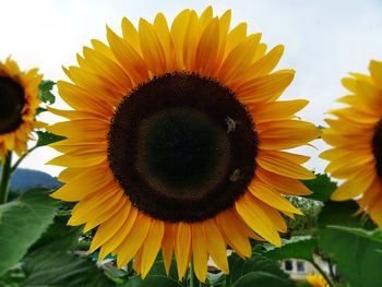 Close-up of sunflower blooming against sky