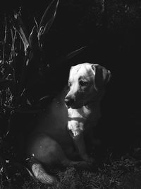 Close-up of dog sitting at grass