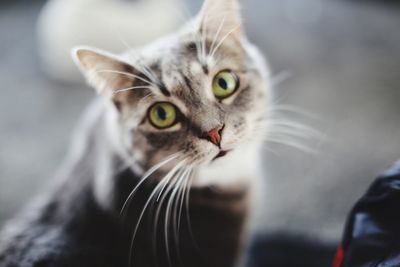 Close-up portrait of cat