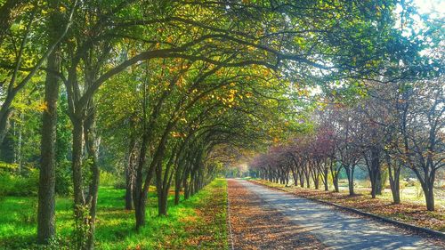 Footpath amidst trees