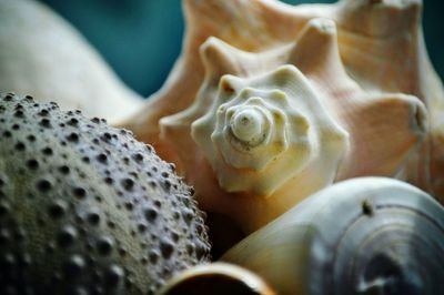 Close-up of various seashells