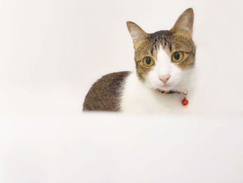 Portrait of cat against white background