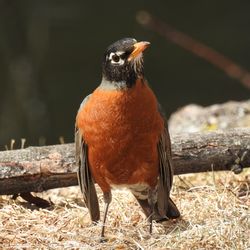 American robin bird perched and ... perplexed