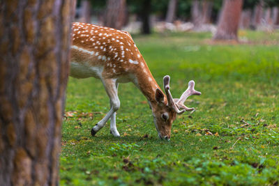 Deer grazing in a field eating grass