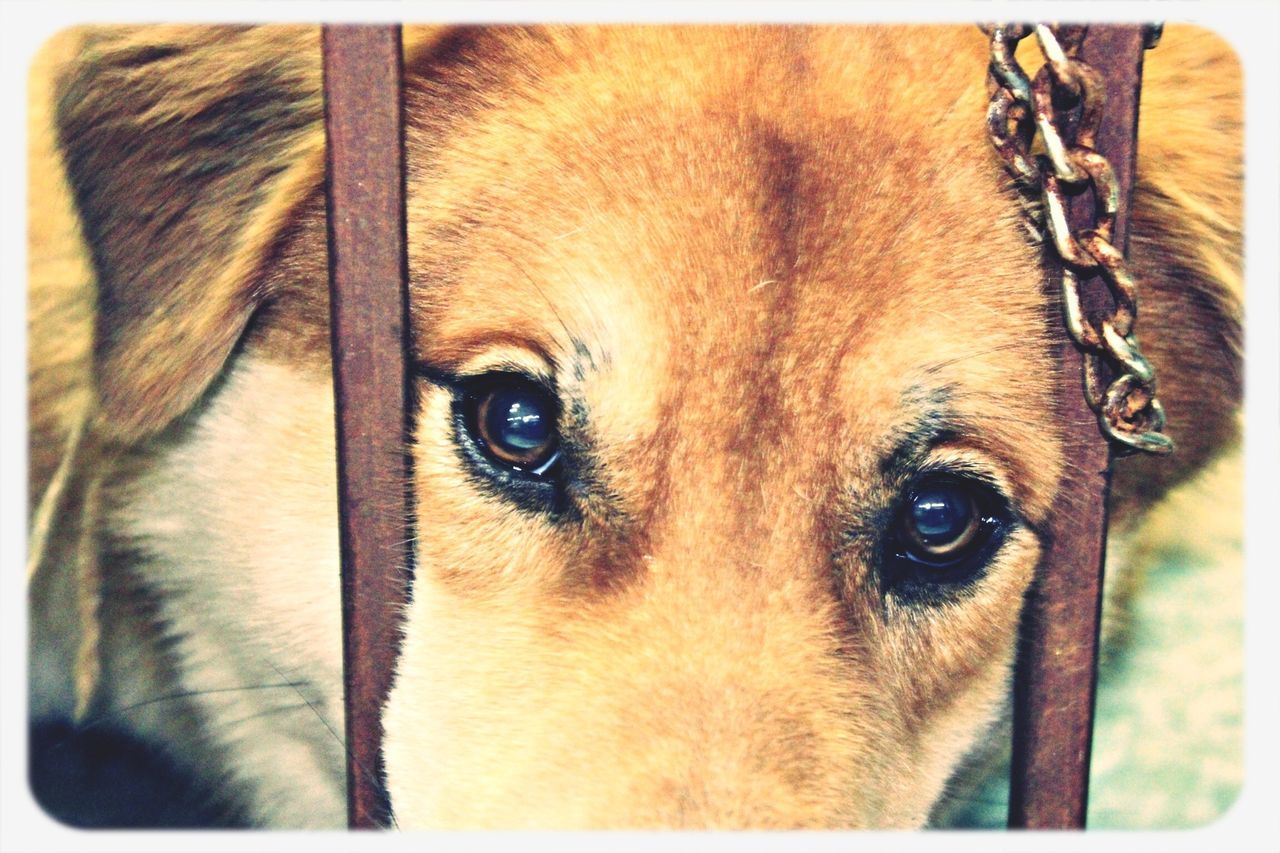 animal themes, one animal, domestic animals, transfer print, pets, dog, animal head, mammal, close-up, animal body part, auto post production filter, portrait, part of, looking at camera, indoors, snout, animal eye, brown, focus on foreground, vertebrate