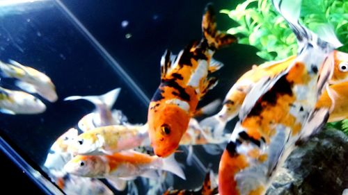 Close-up of fish in aquarium