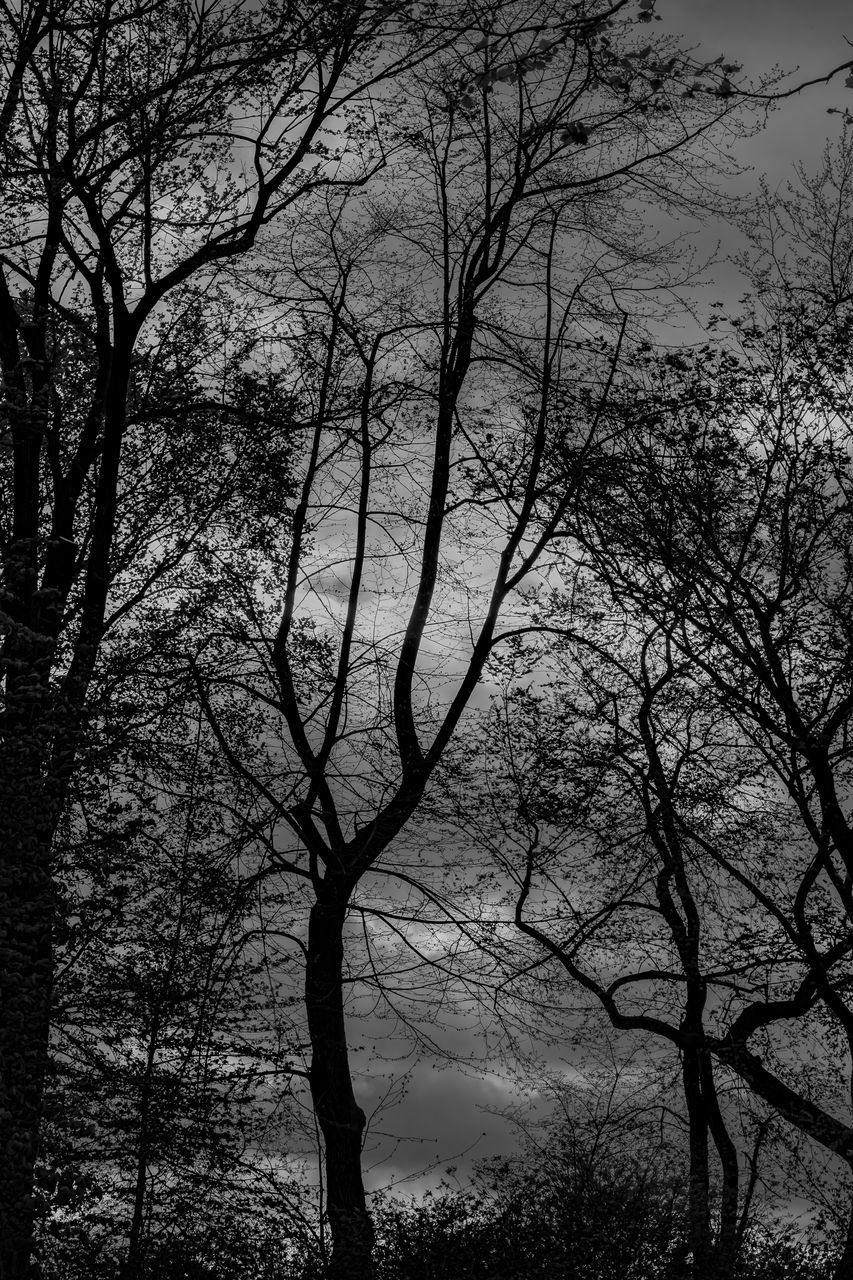 LOW ANGLE VIEW OF SILHOUETTE BARE TREES IN FOREST