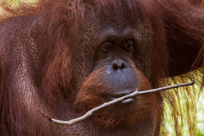 Close-up portrait of monkey