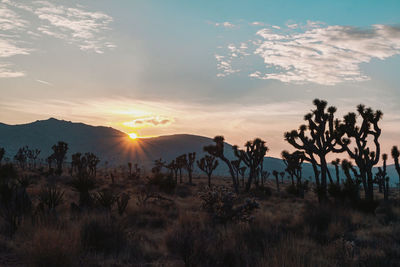 Plants growing on land against sky during sunset