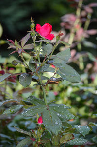 Close-up of raindrops on pink rose