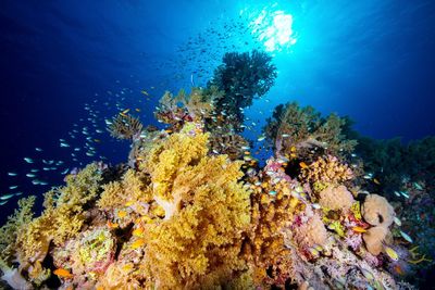 Colourful corals in the sun