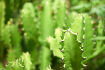 Close-up of insect on plant