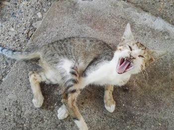 High angle view of cat yawning