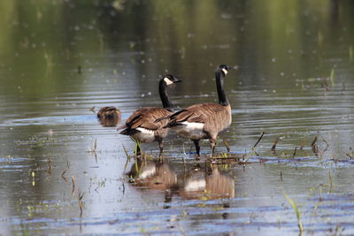 Canada geese in a lake