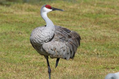 View of duck on field