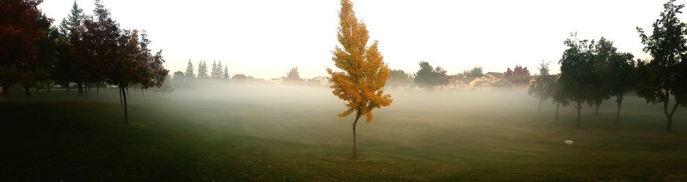 Trees on landscape against clear sky during autumn