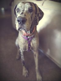 Close-up of dog looking away