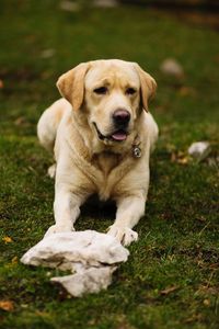 Dog sitting on field