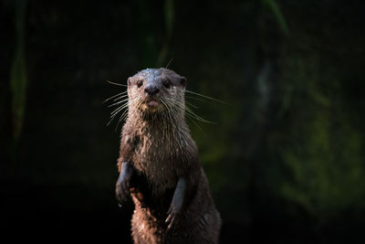 Close-up of an animal