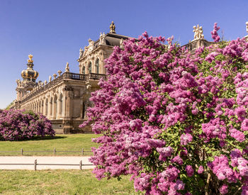 View of pink flowering plants against clear sky