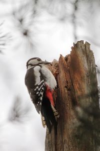 Close-up of bird perching on tree trunk