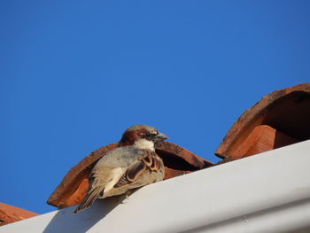 Low angle view of an animal against clear blue sky