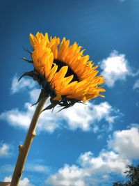 Low angle view of yellow flowering plant against sky