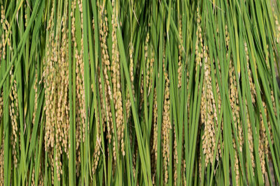 Full frame shot of bamboo plants growing on field