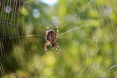 Close-up of spider on web