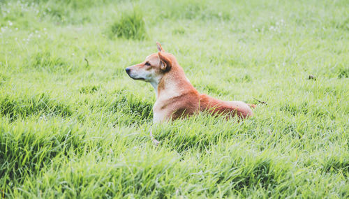 Dog looking away on field