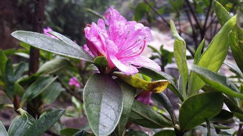 Close-up of flower blooming outdoors