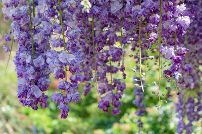 Delicate purple wisteria flowers hanging against green foliage nature background