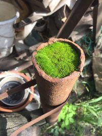 High angle view of moss in rusty pipe